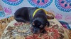 C nala yellow blk/rust female